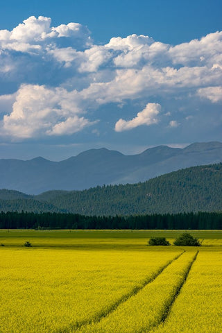 Flowering canola in the Flathead Valley-Montana-USA White Modern Wood Framed Art Print with Double Matting by Haney, Chuck
