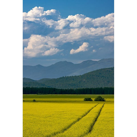 Flowering canola in the Flathead Valley-Montana-USA Black Modern Wood Framed Art Print by Haney, Chuck