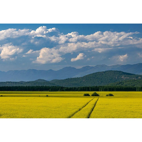 Flowering canola in the Flathead Valley-Montana-USA Gold Ornate Wood Framed Art Print with Double Matting by Haney, Chuck