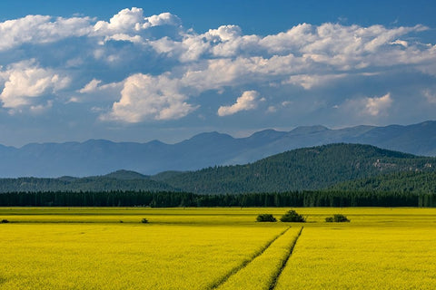 Flowering canola in the Flathead Valley-Montana-USA White Modern Wood Framed Art Print with Double Matting by Haney, Chuck