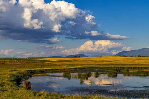 Wetlands pond in the Flathead Valley-Montana-USA Black Ornate Wood Framed Art Print with Double Matting by Haney, Chuck