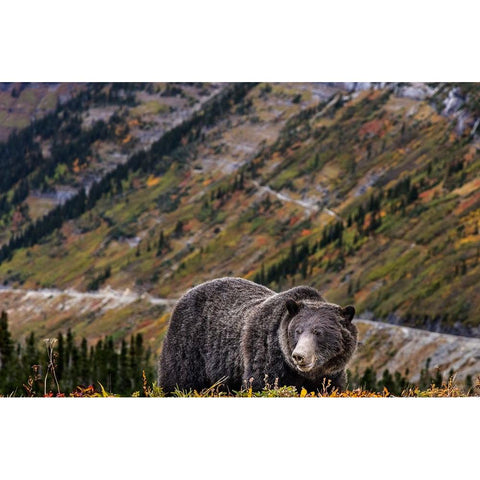 Grizzly bear along Going-to-the-Sun Road in Glacier National Park-Montana-USA Black Modern Wood Framed Art Print by Haney, Chuck