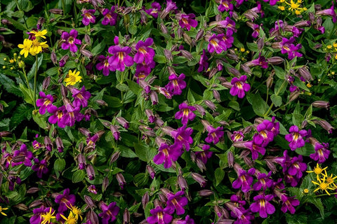 Lewis Monkeyflowers and Arnica Wildflowers in Glacier National Park-Montana-USA White Modern Wood Framed Art Print with Double Matting by Haney, Chuck