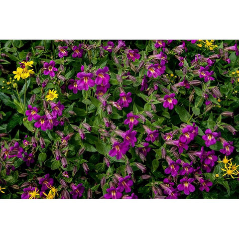 Lewis Monkeyflowers and Arnica Wildflowers in Glacier National Park-Montana-USA Black Modern Wood Framed Art Print by Haney, Chuck