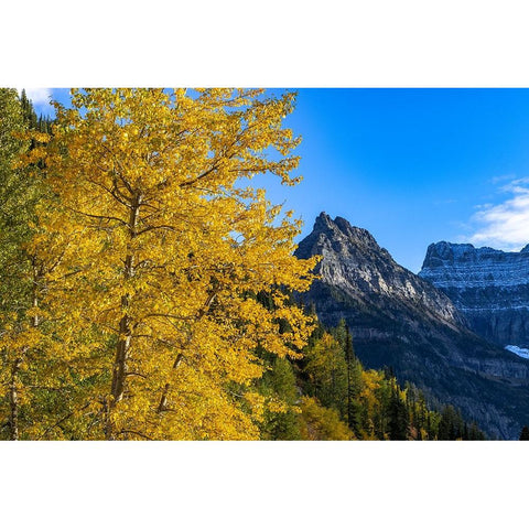 Autumn cottonwood and Mount Oberlin in Glacier National Park-Montana-USA Gold Ornate Wood Framed Art Print with Double Matting by Haney, Chuck