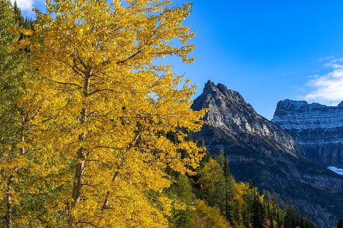 Autumn cottonwood and Mount Oberlin in Glacier National Park-Montana-USA Black Ornate Wood Framed Art Print with Double Matting by Haney, Chuck