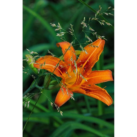 Orange daylily in Whitefish-Montana-USA Black Modern Wood Framed Art Print by Haney, Chuck