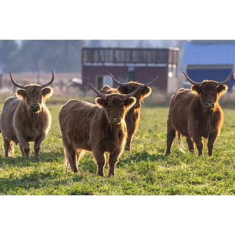 Highland cattle in the Flathead Valley-Montana-USA Gold Ornate Wood Framed Art Print with Double Matting by Haney, Chuck
