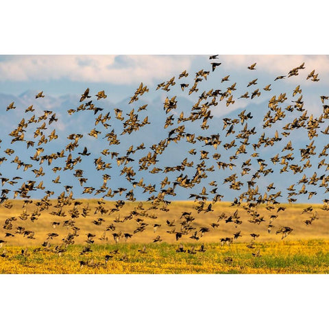 Huge flock of European starlings take flight in the Flathead Valley-Montana-USA White Modern Wood Framed Art Print by Haney, Chuck