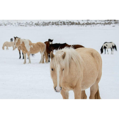 USA-Montana-Gardiner Horses with winter coats in snow Black Modern Wood Framed Art Print by Hopkins, Cindy Miller