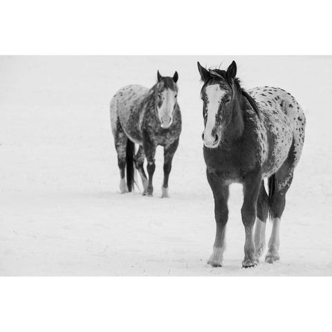 USA-Montana-Gardiner Appaloosa horses in winter snow Black Modern Wood Framed Art Print by Hopkins, Cindy Miller