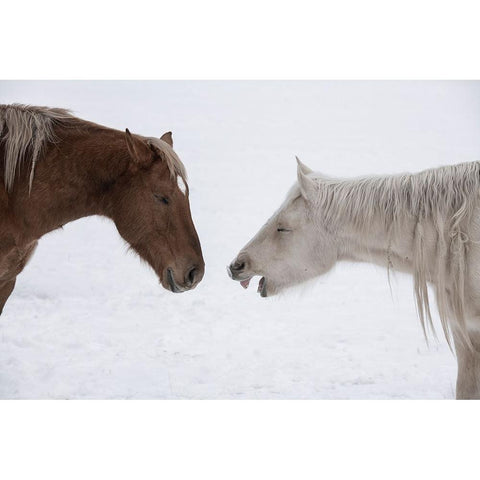 USA-Montana Gardiner Palomino and sorrel-with shaggy winter coat-nose to nose Black Modern Wood Framed Art Print by Hopkins, Cindy Miller