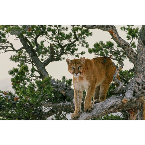 Captive Mountain Lion is perched on Evergreen tree-Montana Black Modern Wood Framed Art Print with Double Matting by Garber, Howie