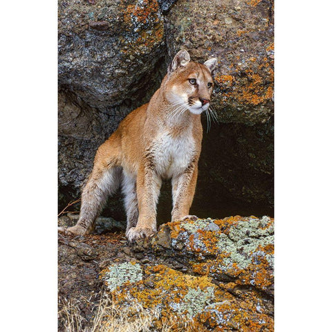 Captive Mountain Lion is perched on orange lichen covered cliff-Montana Black Modern Wood Framed Art Print with Double Matting by Garber, Howie