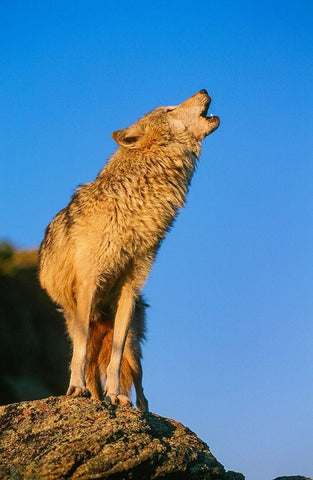 Howling Gray Wolf-Montana Black Ornate Wood Framed Art Print with Double Matting by Garber, Howie