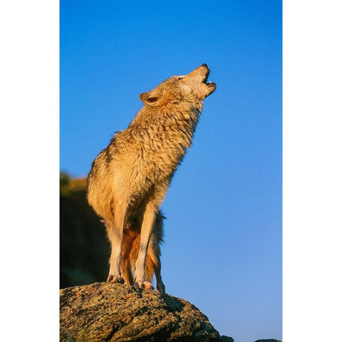 Howling Gray Wolf-Montana Gold Ornate Wood Framed Art Print with Double Matting by Garber, Howie