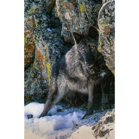 Portrait of Gray Wolf-Montana White Modern Wood Framed Art Print by Garber, Howie