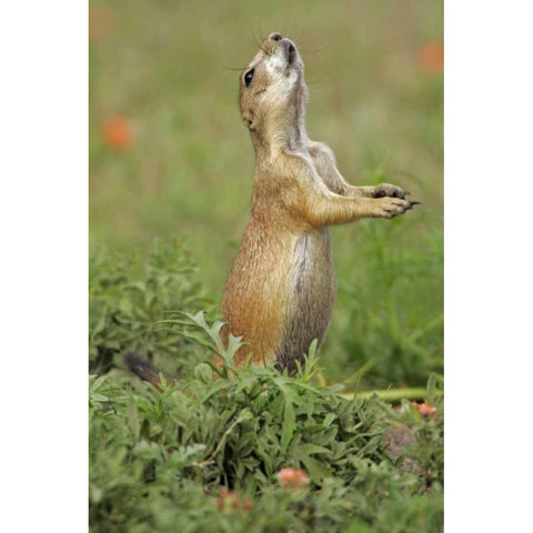 Nebraska Black-tailed prairie dog gives warning Black Modern Wood Framed Art Print by Illg, Cathy and Gordon