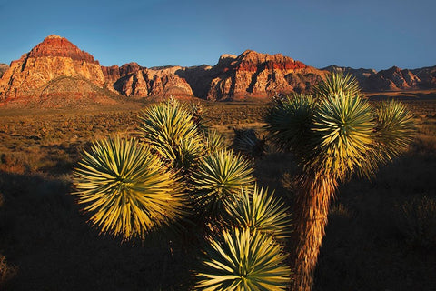 Joshua tree-Yucca brevifolia and sunset on red rocks-Valley of Fire State Park-Nevada White Modern Wood Framed Art Print with Double Matting by Jones, Adam