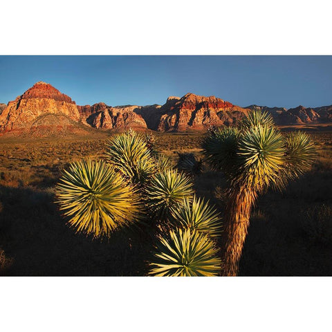 Joshua tree-Yucca brevifolia and sunset on red rocks-Valley of Fire State Park-Nevada Black Modern Wood Framed Art Print by Jones, Adam