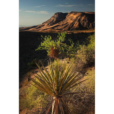 Joshua tree-Yucca brevifolia and sunset on red rocks-Valley of Fire State Park-Nevada Black Modern Wood Framed Art Print with Double Matting by Jones, Adam