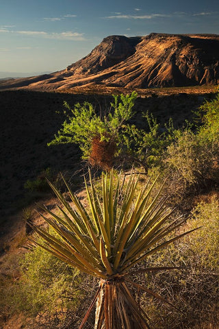 Joshua tree-Yucca brevifolia and sunset on red rocks-Valley of Fire State Park-Nevada Black Ornate Wood Framed Art Print with Double Matting by Jones, Adam