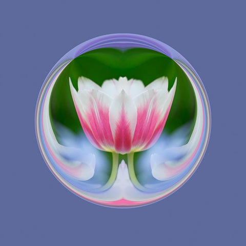 Single tulip-Las Vegas-Nevada White Modern Wood Framed Art Print with Double Matting by Jones, Adam