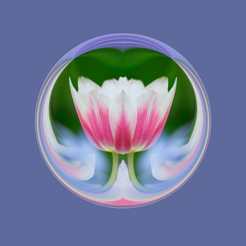 Single tulip-Las Vegas-Nevada White Modern Wood Framed Art Print by Jones, Adam