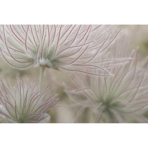 Nevada, Las Vegas, Red Rock Apache plume flowers Black Modern Wood Framed Art Print by Kaveney, Wendy