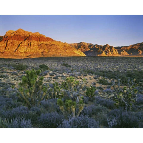Nevada, Red Rock Canyon Sunset on hills White Modern Wood Framed Art Print by Flaherty, Dennis