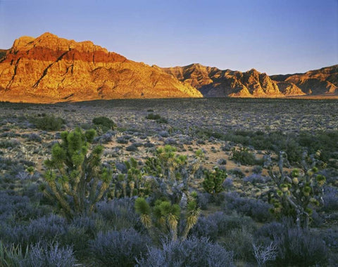 Nevada, Red Rock Canyon Sunset on hills White Modern Wood Framed Art Print with Double Matting by Flaherty, Dennis