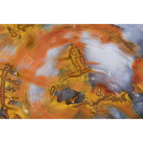 Nevada, Hubbard Basin Close-up of petrified wood White Modern Wood Framed Art Print by Kirkland, Dennis