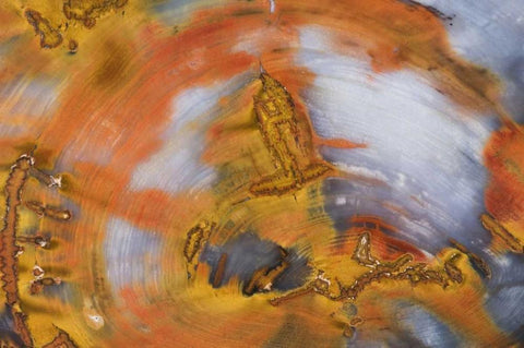 Nevada, Hubbard Basin Close-up of petrified wood Black Ornate Wood Framed Art Print with Double Matting by Kirkland, Dennis