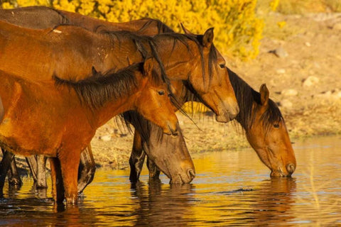 Nevada, Reno Wild horses drinking from pond Black Ornate Wood Framed Art Print with Double Matting by Illg, Cathy and Gordon
