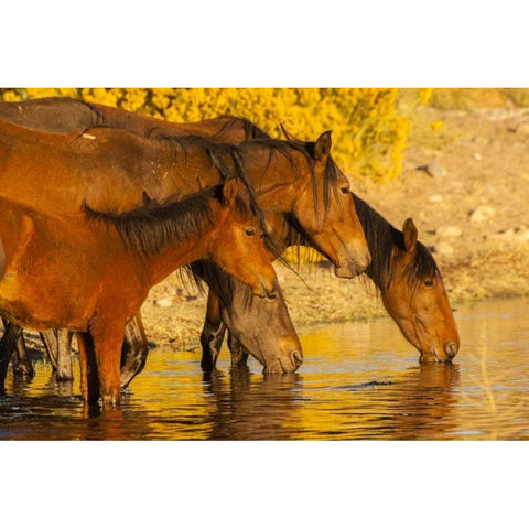 Nevada, Reno Wild horses drinking from pond Black Modern Wood Framed Art Print by Illg, Cathy and Gordon