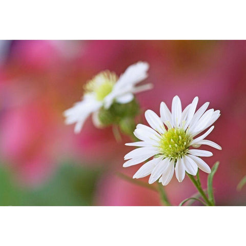 Nevada Monte Casino flowers close-up  White Modern Wood Framed Art Print by Jaynes Gallery