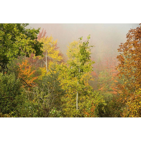 USA-New Hampshire-fall foliage north of Whitefield-along Rt 3 White Modern Wood Framed Art Print by Jones, Allison
