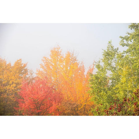 USA-New Hampshire-fall foliage north of Whitefield-along Rt 3 Black Modern Wood Framed Art Print by Jones, Allison