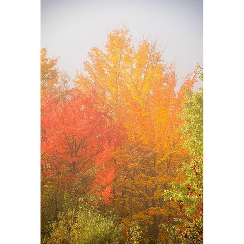 USA-New Hampshire-fall foliage north of Whitefield-along Rt 3 White Modern Wood Framed Art Print by Jones, Allison