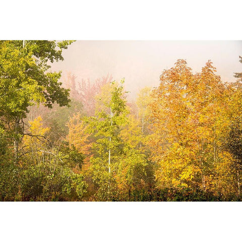 USA-New Hampshire-fall foliage north of Whitefield-along Rt 3 Black Modern Wood Framed Art Print by Jones, Allison