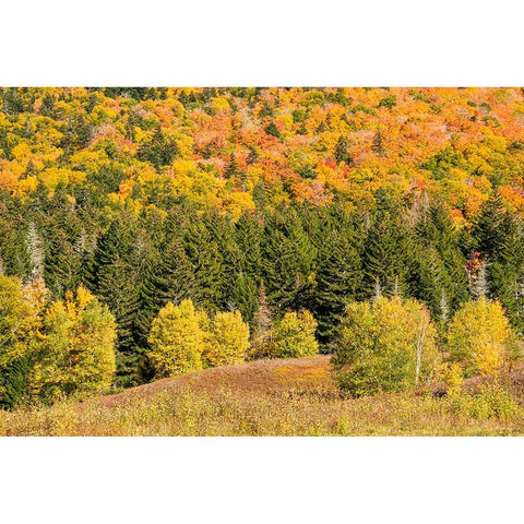 USA-New Hampshire-fall foliage Bretton Woods at base of Mount Washington Black Modern Wood Framed Art Print by Jones, Allison
