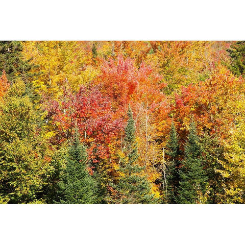 USA-New Hampshire-fall foliage Bretton Woods at base of Mount Washington Black Modern Wood Framed Art Print with Double Matting by Jones, Allison