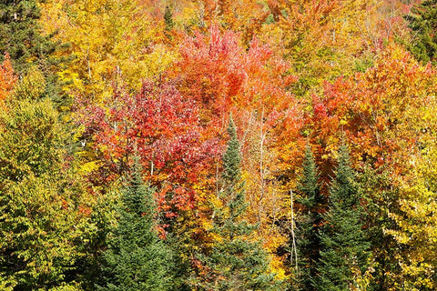 USA-New Hampshire-fall foliage Bretton Woods at base of Mount Washington Black Ornate Wood Framed Art Print with Double Matting by Jones, Allison