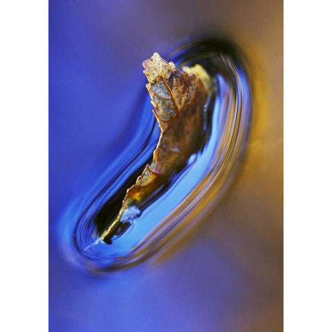 NH, Fall leaf floating in stream in reflection White Modern Wood Framed Art Print by Rotenberg, Nancy