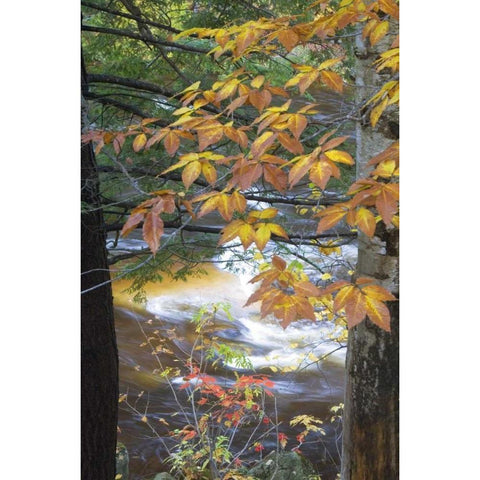 USA, New Hampshire, Stream and fall foliage Black Modern Wood Framed Art Print by Rotenberg, Nancy