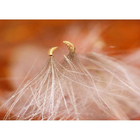 USA, New Hampshire, Seedheads dancing White Modern Wood Framed Art Print by Rotenberg, Nancy