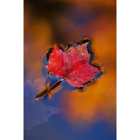 NH, White Mts, Maple Leaf in Fall Reflections Gold Ornate Wood Framed Art Print with Double Matting by Rotenberg, Nancy