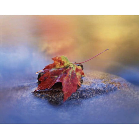 NH, White Mts, Maple leaf in the Swift River Black Modern Wood Framed Art Print by Talbot Frank, Christopher