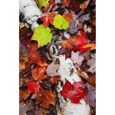 NH, White Mountains Log and fallen maple leaves White Modern Wood Framed Art Print by Flaherty, Dennis