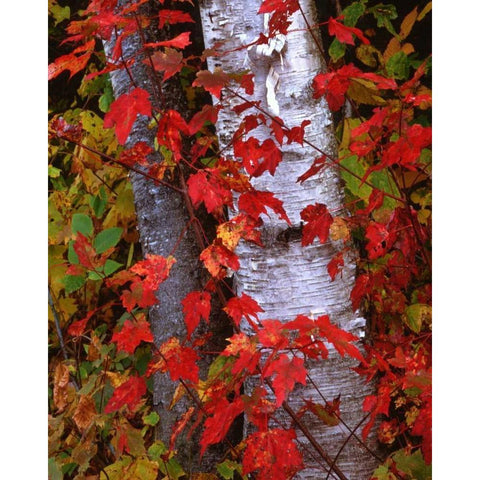 NH, White Mountains Trees in autumn color Gold Ornate Wood Framed Art Print with Double Matting by Flaherty, Dennis